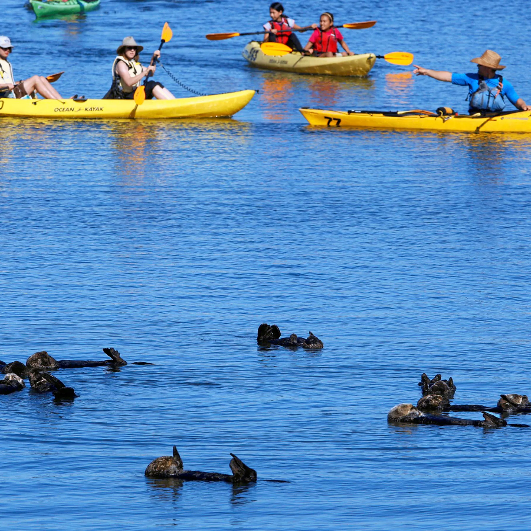 Raft of sea otters floating in Monterey Bay with kayakers in the background